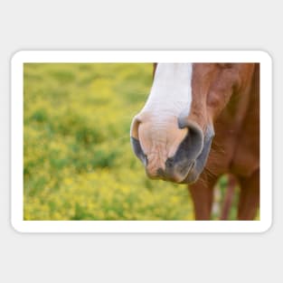 horse muzzle in yellow field Sticker